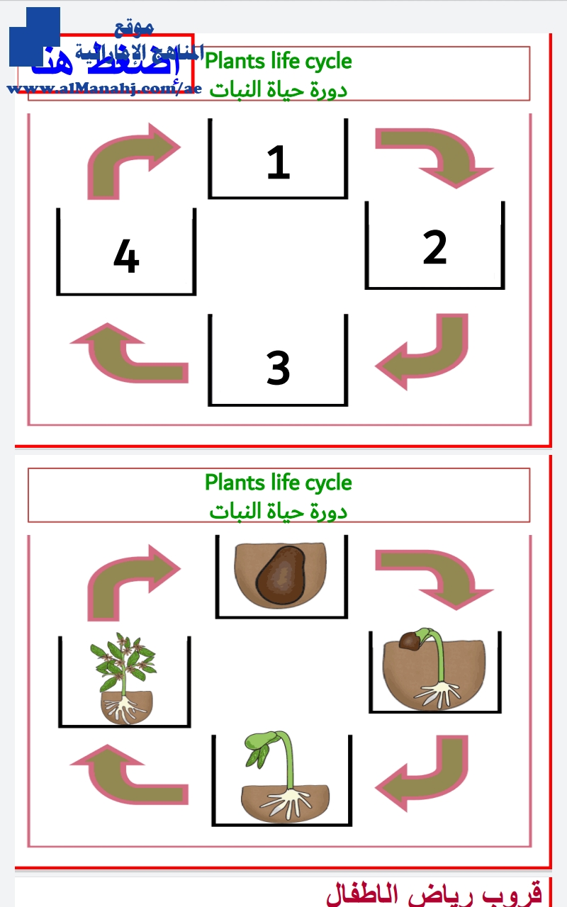 دورة نمو النباتات