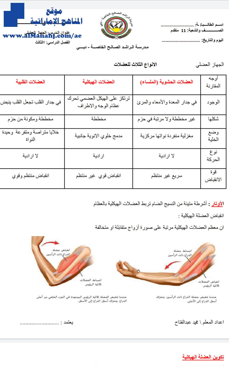 ملخص الجهاز العضلي