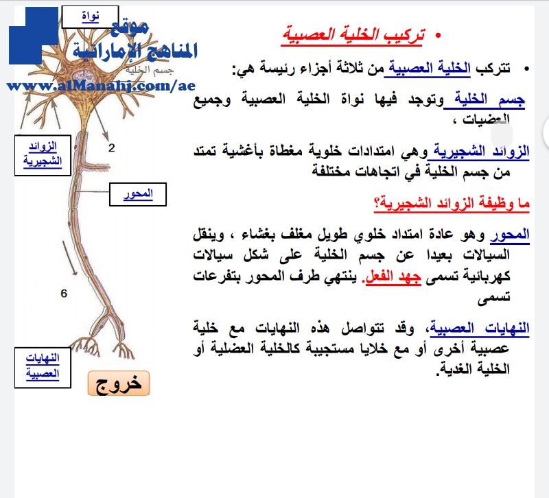 الجهاز العصبي تركيب الخلية العصبية