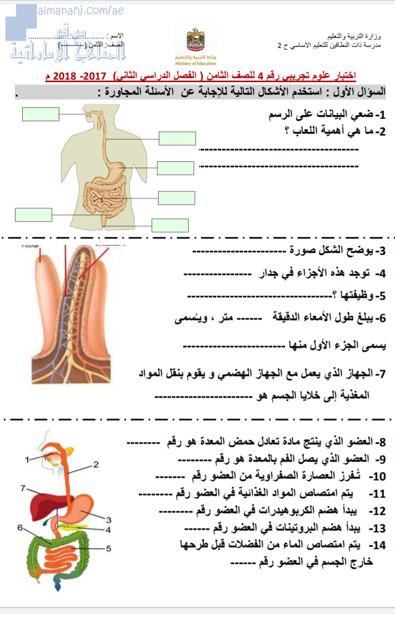 نموذج اختبار تجريبي محلول لدرس الجهاز الهضمي