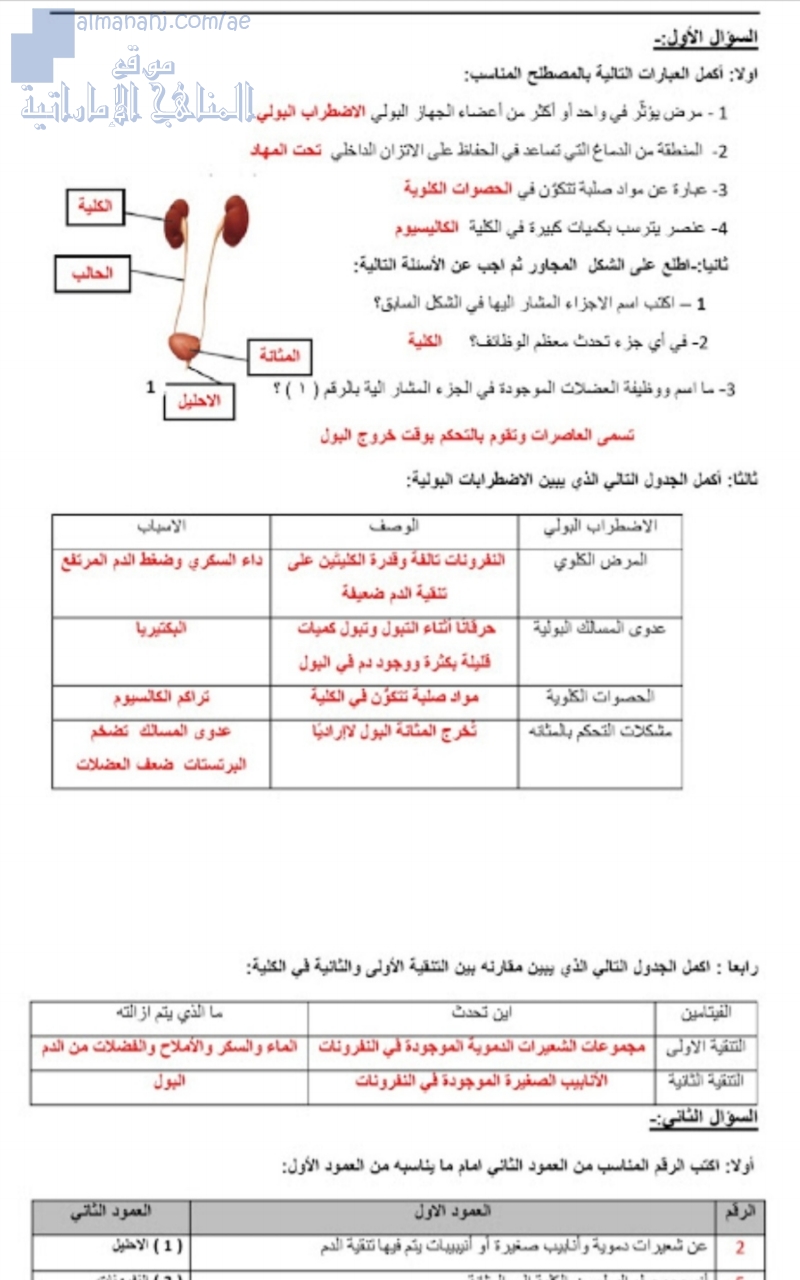ورقة عمل محلولة لدرس الجهاز الإخراجي