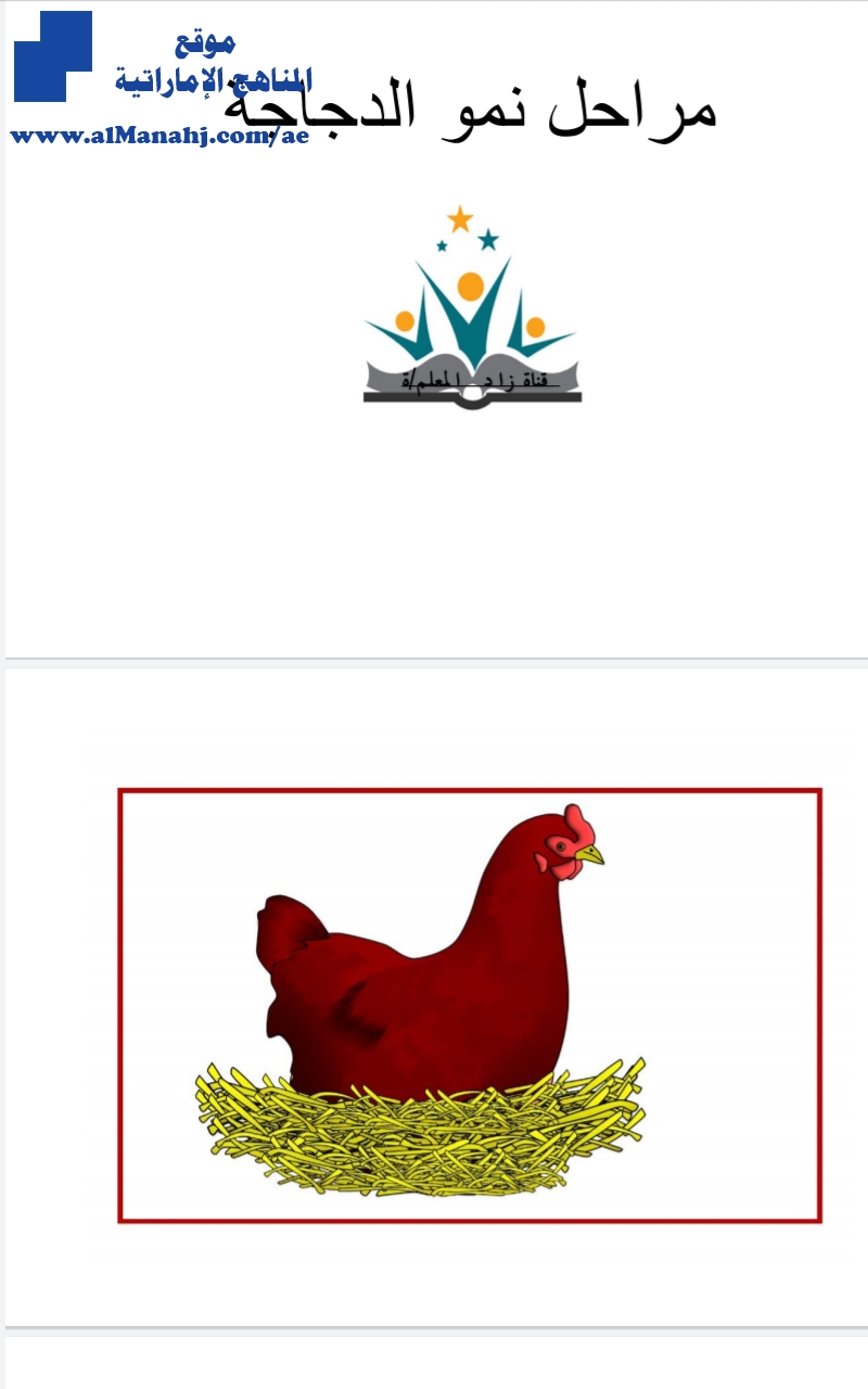 مراحل نمو الدجاج