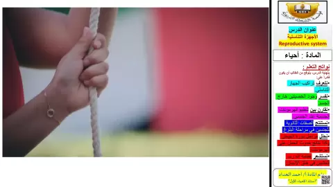 الجهاز التناسلي الذكري