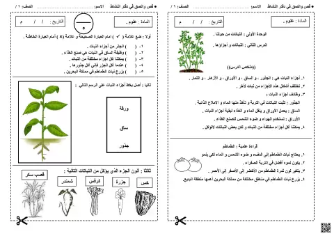 نشاط تعليمي حول أجزاء النبات ونمو الطماطم